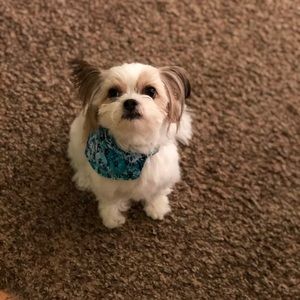 Meet your Posher, Sidney